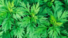 Mugwort: a mystical sage for lucid dreams