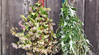 Herbs for Astral Projection